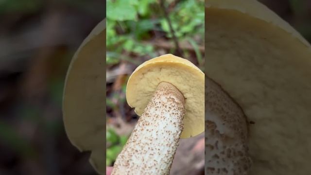 ОБАБОК ЧЕРНЕЮЩИЙ ! ИЗУЧАЕМ ГРИБЫ ! смотреть онлайн