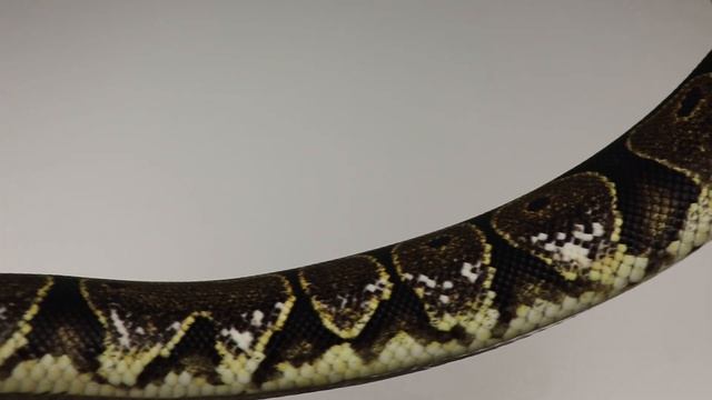 Morph Guide #8: The Calico Ball Python - Benjamin's Exotics смотреть онлайн