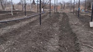 КОГДА ОТКРЫВАТЬ ВИНОГРАД ВЕСНОЙ