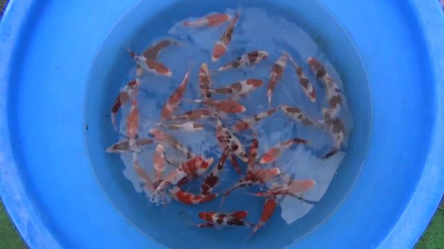 Frieslandkoi - HQ Tosai Goromo Selection at Sakazume смотреть онлайн