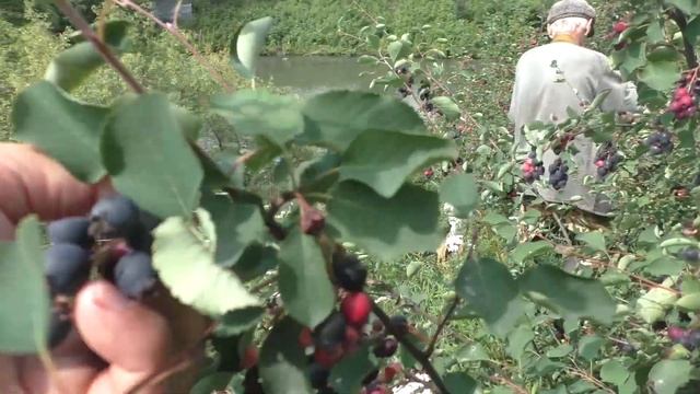 Первый выезд на сбор урожая смотреть онлайн