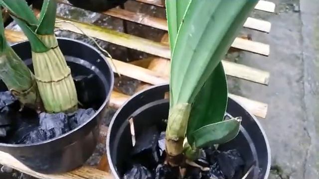 Desert Orchid - Eulophia Petersii - Rare Orchid - African Orchid