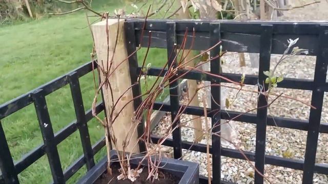 March Home Garden Tour| Rose Garden and Kitchen Garden смотреть онлайн