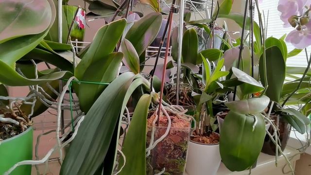 На орхидеях трипсы, а тебе надо уехать. ПРАКТИКА.