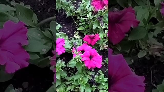 Петуния. Посадка. Полив. смотреть онлайн