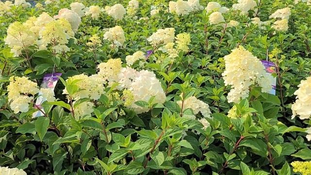 Hydrangea Strawberry Sundae® // Outstanding, Compact Flowering Shrub With Gorgeous Large Flowers смотреть онлайн