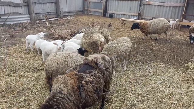 Кросс дорпера, эдельбай-дорпер, романовка-дорпер, катадин смотреть онлайн