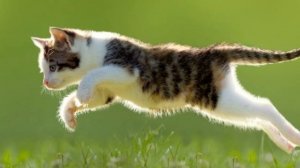 Тушда Мушук курса нима булади Туш Табири