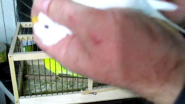 Волнистые попугаи. Отселение малышей от родителей смотреть онлайн