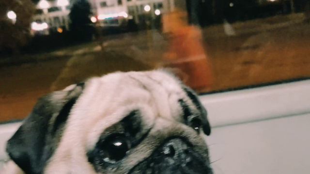 Мопс Фрида #прогулка #автозавод #автобус смотреть онлайн