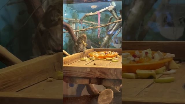 Самая маленькая обезьяна в мире ? Иргунка карликовая? Чудо! #зоопарк #обезьяна #игрункакарликовая смотреть онлайн