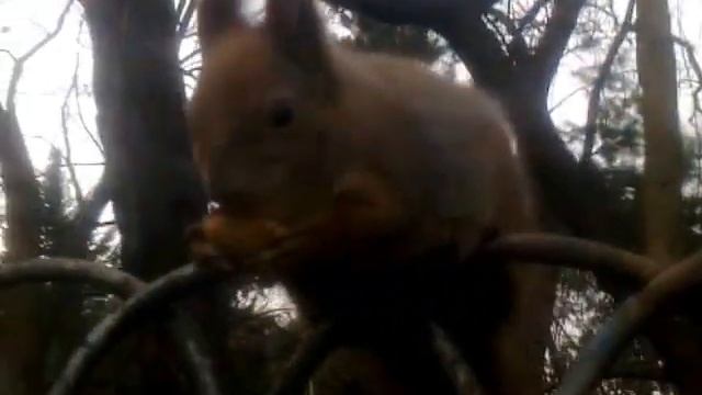 Белка возле метро Университет Киев смотреть онлайн