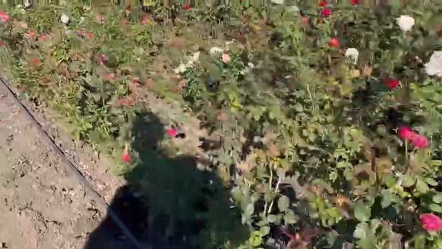 Выкапывам и отдаем заказы.mp4