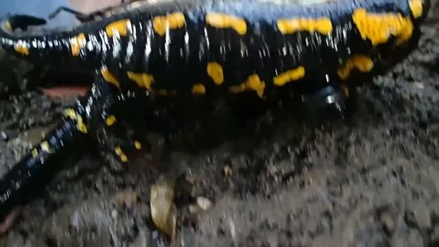 Fire Salamanders Mating  ||  Feuersalamander Paarung  (Salamandra Salamandra Terrestris)