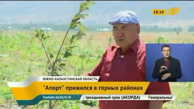 Алматинский «Апорт» прижился в горных районах ЮКО смотреть онлайн