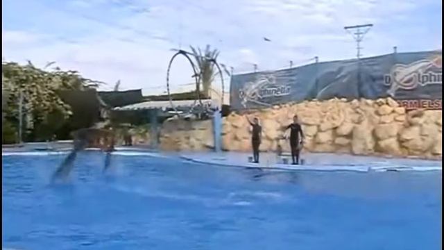 Дельфинарий в Шарм-Эль-Шейхе Египет / Dolphinella Sharm El Sheikh Egypt смотреть онлайн