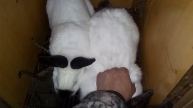 Вязка калифорнийских кроликов (покрытие кроликов) смотреть онлайн