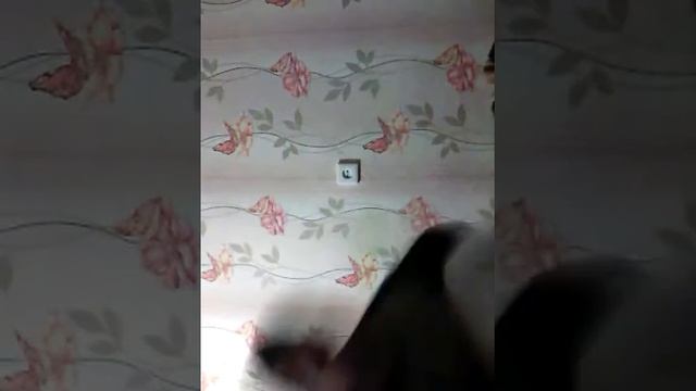 Что сильнее борьба или бокс?! смотреть онлайн