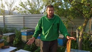 Как усилить слабую семью пчел. Как подсилить слабую семью расплодом без драки пч