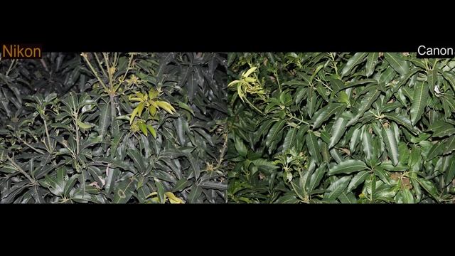 Canon vs Nikon ll Canon 1000d vs Nikon d90 (Photography) смотреть онлайн