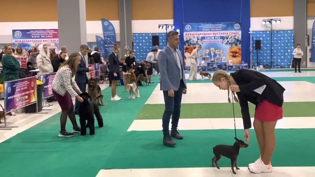 CACIB AUTUMN-2022?/Конкурс ЮНЫЙ ХЕНДЛЕР/Выставки в Беларуси смотреть онлайн