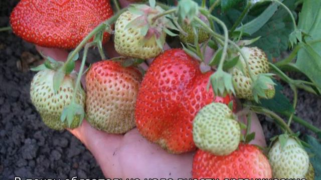 Клубника Чамора Туруси