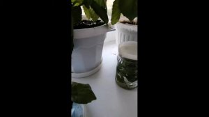 Как размножить Пахистахис.