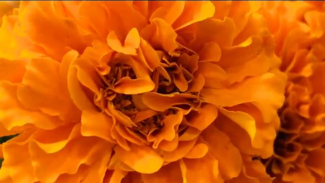Корейская Хризантема Желтый Помпон. Marigold.Mexico.