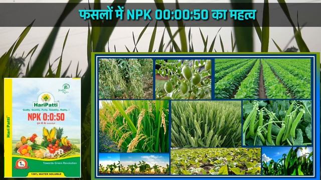 फसलो में 00:00:50 NPK का महत्व और छिड़काव | NPK 0-0-50 | Water soluble Fertilizer | The Advance agr смотреть онлайн