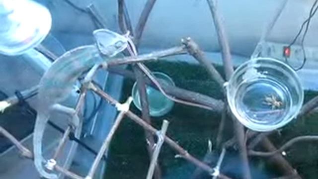 Йеменский хамелеон есть сверчка2 смотреть онлайн