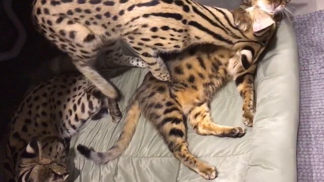 Не дают спать. смотреть онлайн