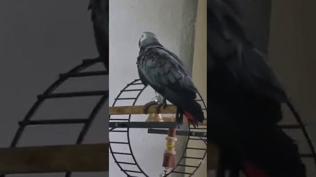 Мокрая хоруница и красИвица. смотреть онлайн