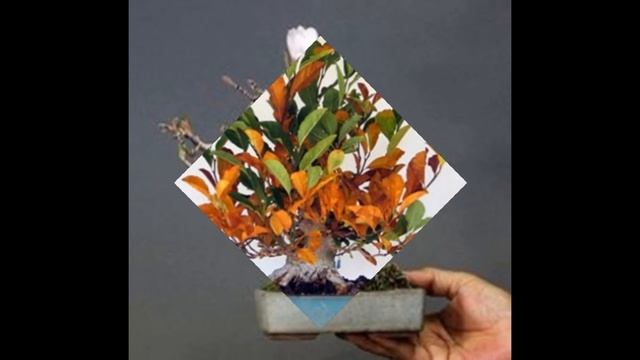 White - Magnolia Stellata