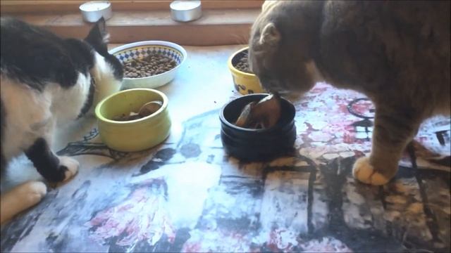 Трифон Мышегон 2022