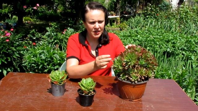 Эониум Холоспатулатум // Aeonium Holospathulatum