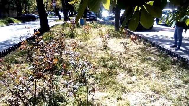 Результат подкормки роз под корень и по листу?. Как выглядят розы 14.05.21.?? смотреть онлайн