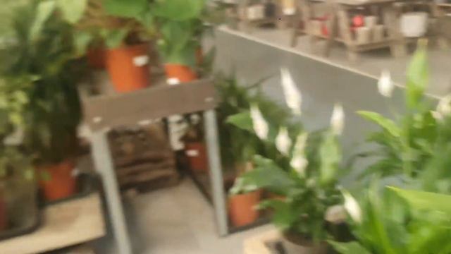 Houseplant shopping at Flowerland,Iver,UK 🇬🇧 смотреть онлайн