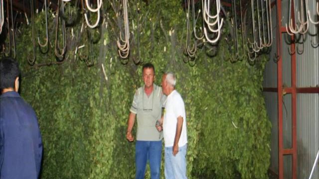 Defne (Laurus Nobilis)