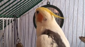 Говорящий попугай корелла говорит  -  привет, как дела