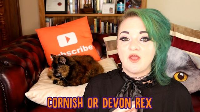 TOP Least Shedding Breeds and Hypoallergenic Cats! смотреть онлайн