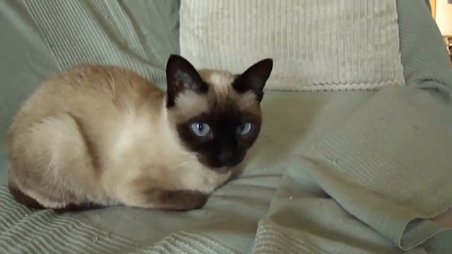 My new W360 720p HD Video Sample (of the cats!) смотреть онлайн