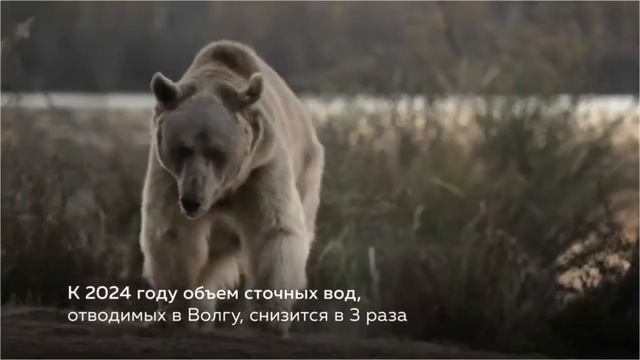 4 октября отмечается Всемирный день защиты животных! смотреть онлайн