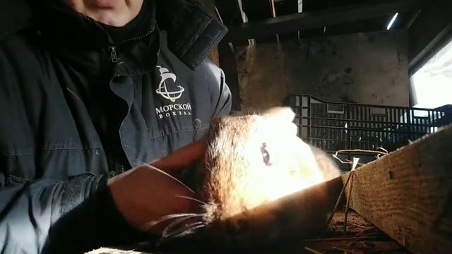 Как отличать кроликов по половому признаку смотреть онлайн