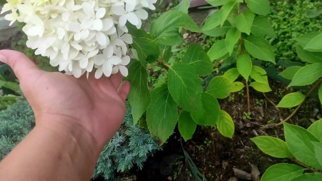 Раннецветущие сорта метельчатых гортензий.