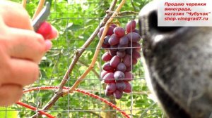 Виноград Клубничный да, где то отдаленно есть ее аромат во вкусе. уже в этом году он подрастет!