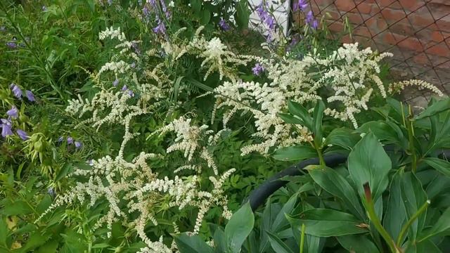 #Дача в июле! Любой урожай на даче в радость!🌺🌺🌺🌾🌾🌾🤗