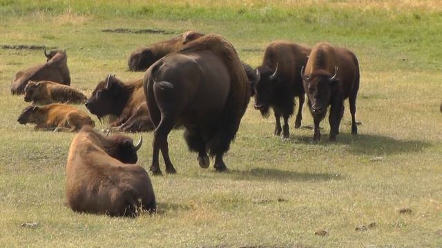 These Incredible Yellowstone Bison смотреть онлайн