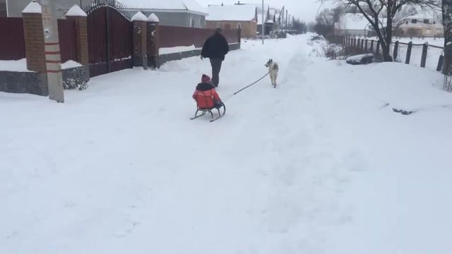 ЗСЛ ездовой пёс.