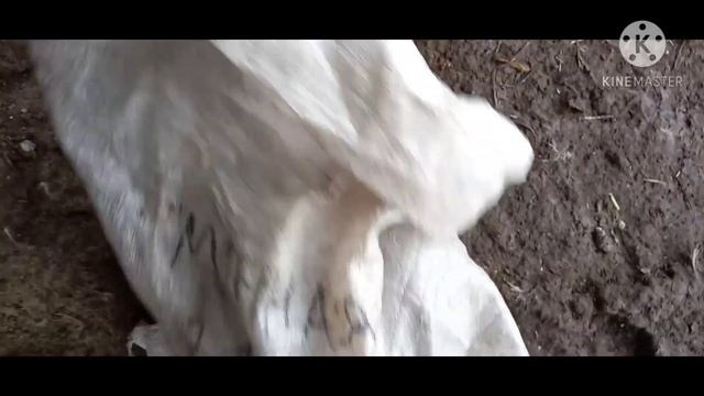 Семья Венгерской линии мускусной утки// молодняк смотреть онлайн