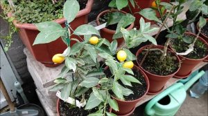 Кумкваты, сорта, дегустация